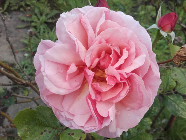 The rose in my garden