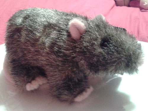 My Scabbers - see he is cute
